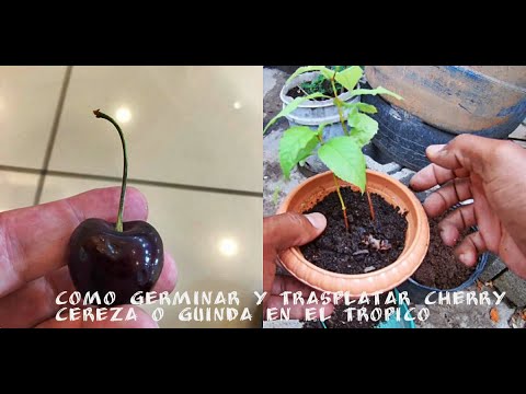 Video: Albaricoque Negro - Un Híbrido De Albaricoque Común Y Ciruela Cereza - Características De Cultivo Y Variedades
