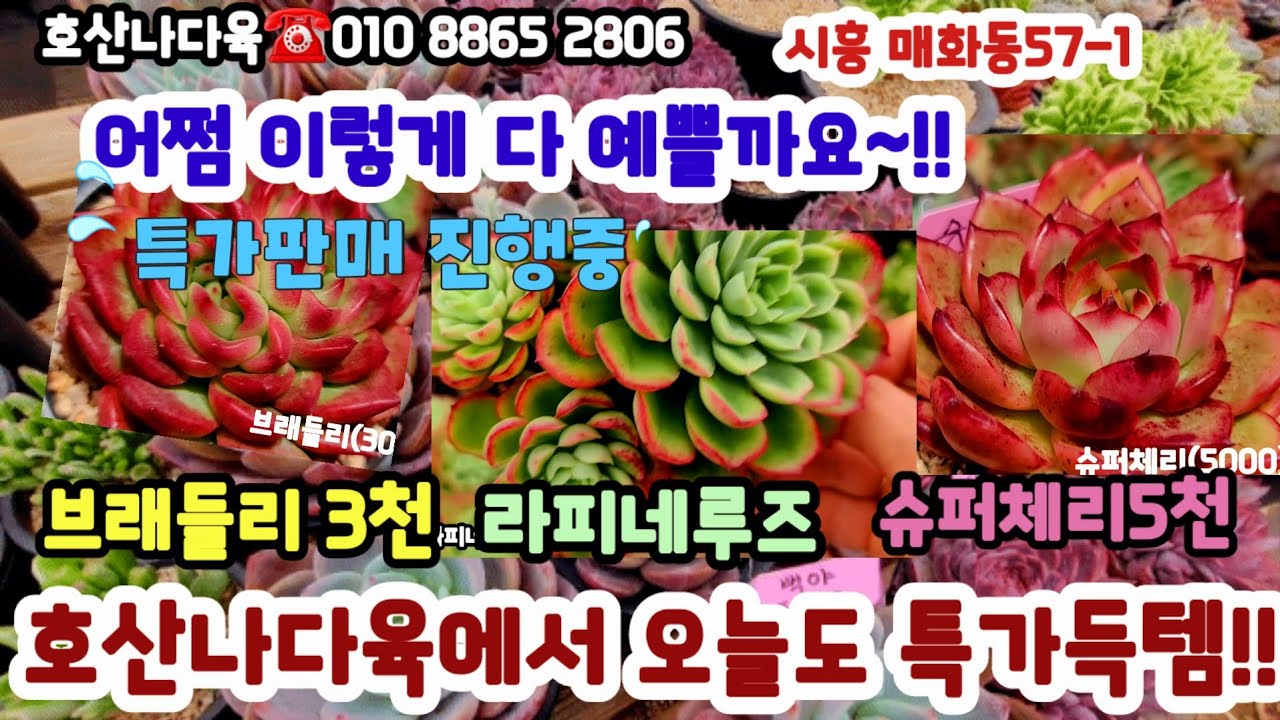 호산나다육에 특가득템 신상입고!! 5천다육 강추!! 캐비어 아시시로즈 디오르등