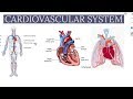 CardioVascular System | Biology | Physiology