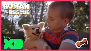 Sunflowers Forever Family Roman To The Rescue X