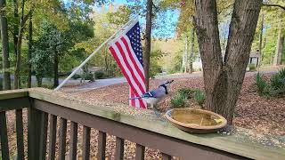 Birds at our birdbath birdfeeder in Fall Atlanta Marietta east Cobb GA October 2023