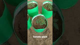 tometo plant in garobeg #nursery #plants #totemtoplant