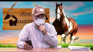 Leilo Virtual Haras Tradition