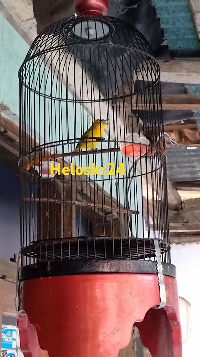 pleci volume mantap nembak cerrr... #plecimaniaindonesia #kicaumania #pcmi #pleci #plecigacornembak