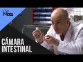 Cámara intestinal | José Mota