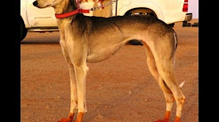 فوز مربك تنظيم ابو سارة