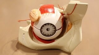Central Vision Loss Rehabilitation