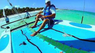 Hobie Sailing Moroma Beach Riviera Maya Mexico