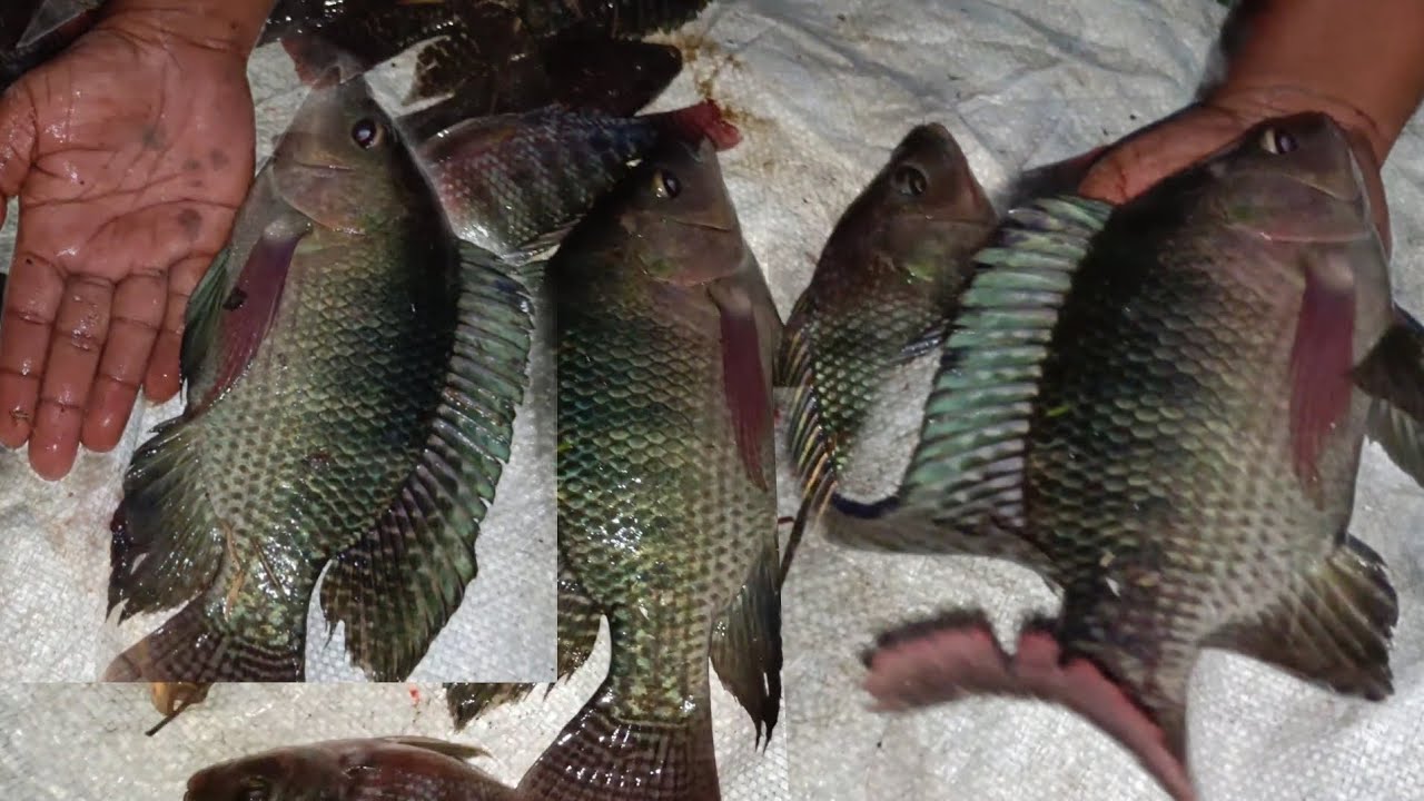 Live Big  monster Tilapia fish hunting /catch in River Pilot fish hunting 😱