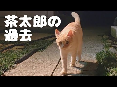 茶太郎おじさん 茶太郎おじさんNG集 #にゃんこ最強道 #野良猫 #猫 #cat