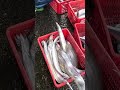 Crazy fresh fishing! So beautiful wild fishes! 粉鳥林漁港 定置漁場 #fishing #freshseafood 0 MP4 3 05 30 2025