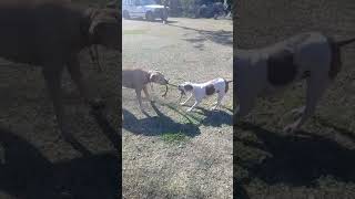Pitbull Being Dragged By Staffy - Playtime