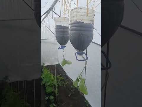 Видео: Уход за баклажанами вверх ногами - Выращивание баклажанов вверх ногами