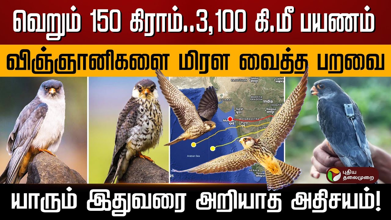 வெறும் 150 கிராம்..3,100 கி.மீ பயணம்..விஞ்ஞானிகளை மிரள வைத்த பறவை..யாரும் இதுவரை அறியாத அதிசயம்!|PTD