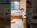 夫婦で新築建てました!! #shorts #shortvideo #ペット #フェレット #誕生日
