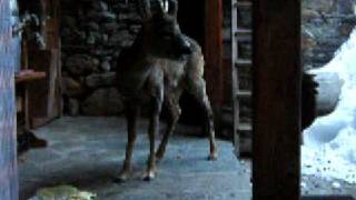 DSCF4240 AVI