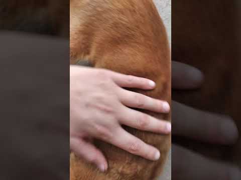 ვიდეო: მეხანძრეები ძაღლს ხსნიან 6 ფუტის ნიჟარაზე