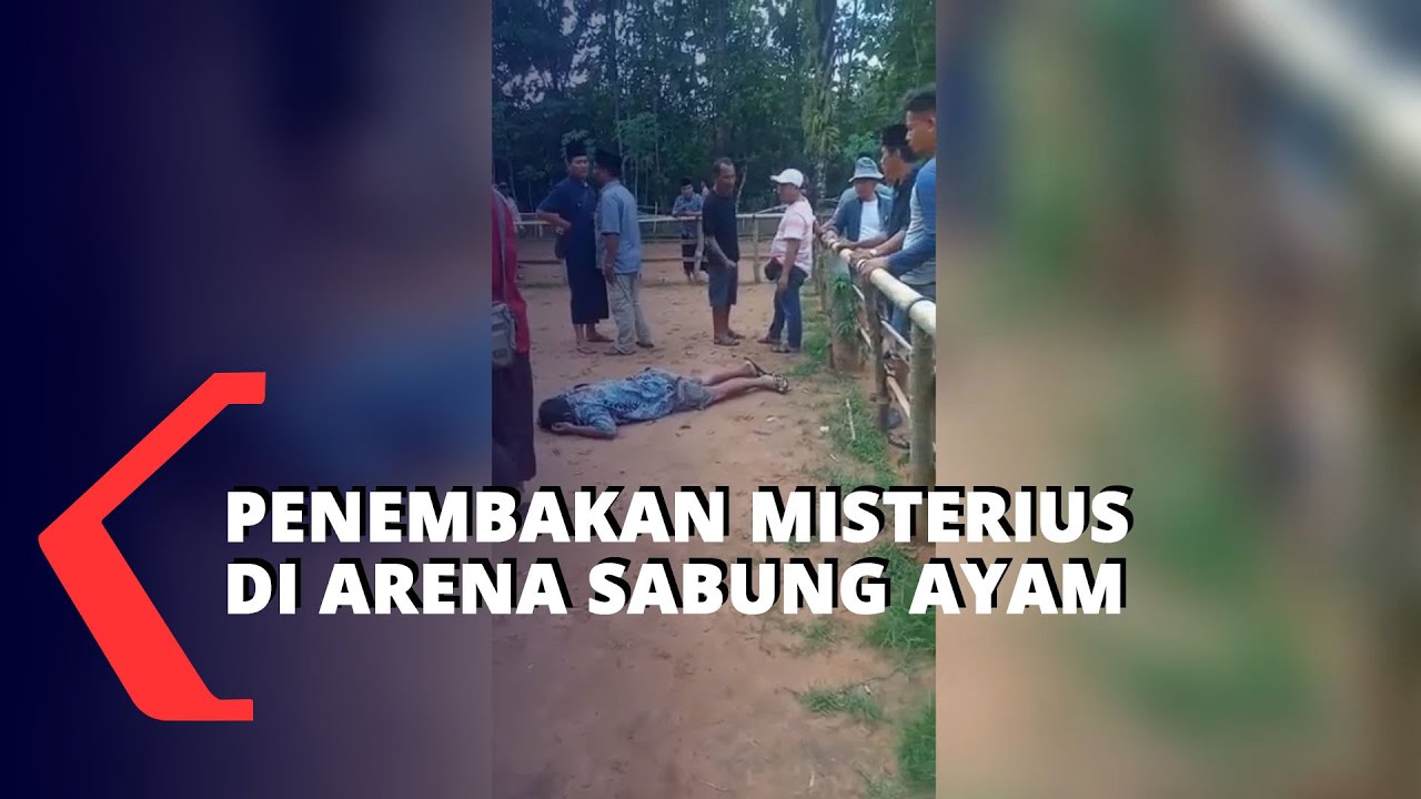 Penembakan Misterius di Arena Sabung Ayam, 1 Orang Tewas #sabungayam #penembakan #polresbangkalan