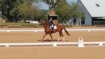 Miss P- Ride 1, 2019 USEF Training Level Test 3 (2021)