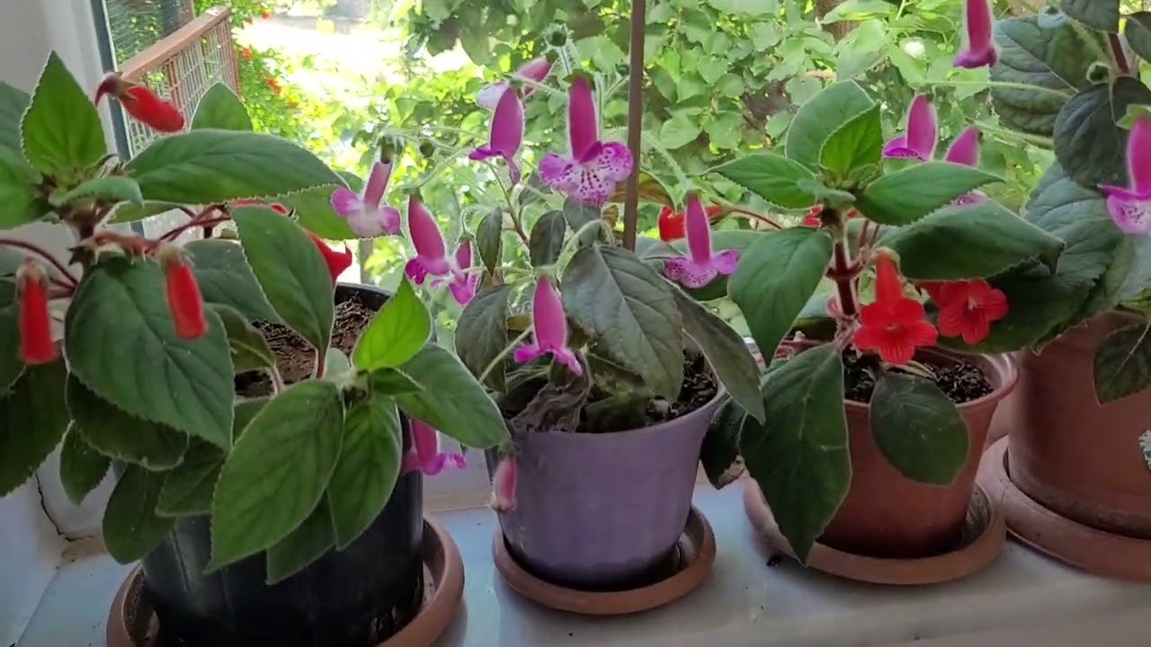 KOHLERALARIM ÇAM TOPRAĞINI ÇOK SEVDİ