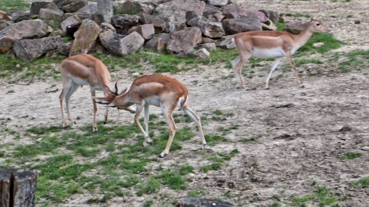 ZooParc de Beauval