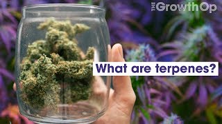 What are terpenes? | Weed Easy