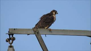 HALCON PEREGRINO - falco peregrinus - peregrine falcon