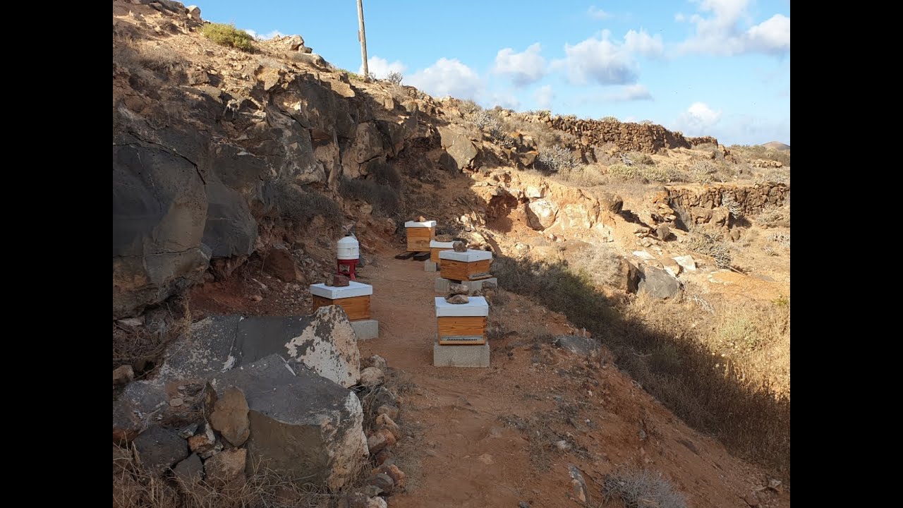 CÓMO REDUCIR EL IMPACTO DEL SOL EN LA COLMENA Y COMO ENCENDER NUESTRO AHUMADOR.