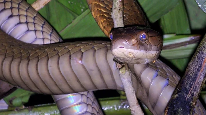 4m King Cobra in Singapore: Singapore Snakes