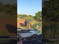 Hippopotamus | Hippo Attacks | Dangerous Hippo #shorts