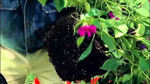 How to Keep Plants Healthy in Containers