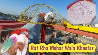 Raat Rha Mohar Wala Kabootar Pakra Hashim Mahmood Pigeons