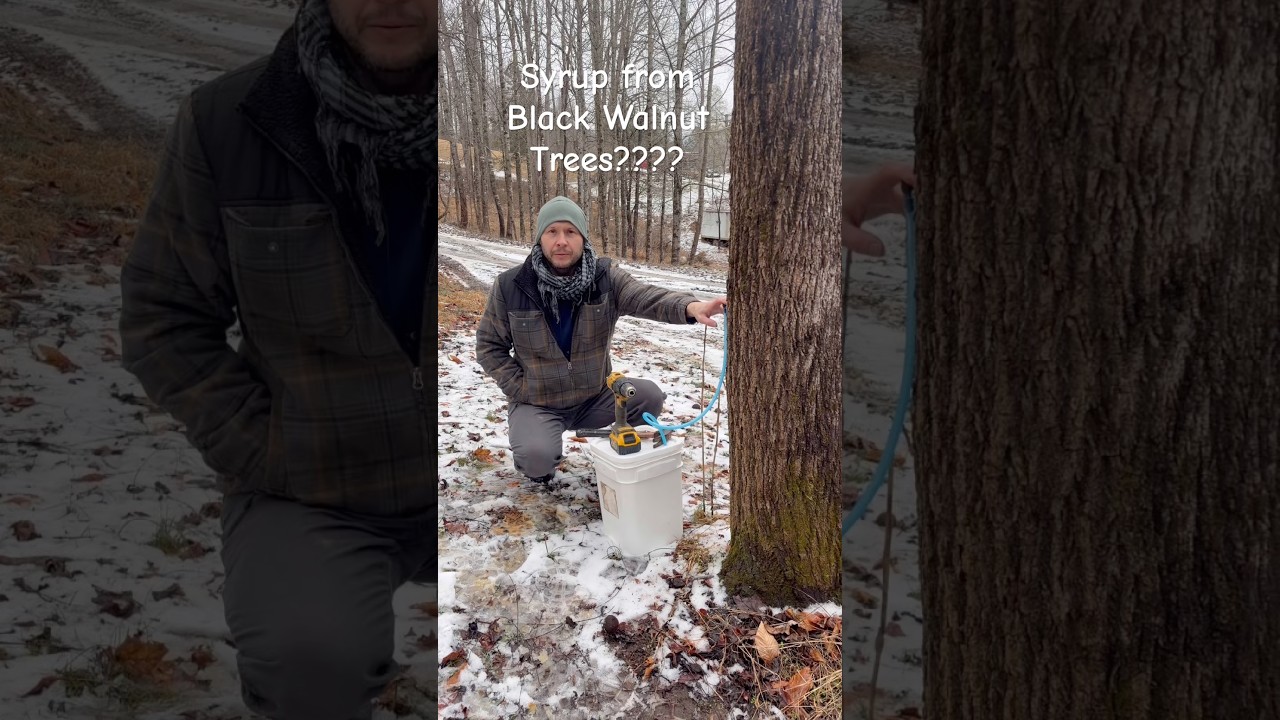 Сироп из черного грецкого ореха 