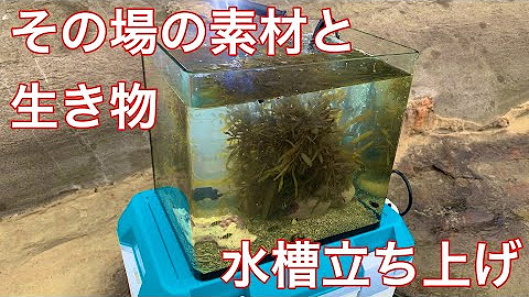 ひぐらしなまず Youtube