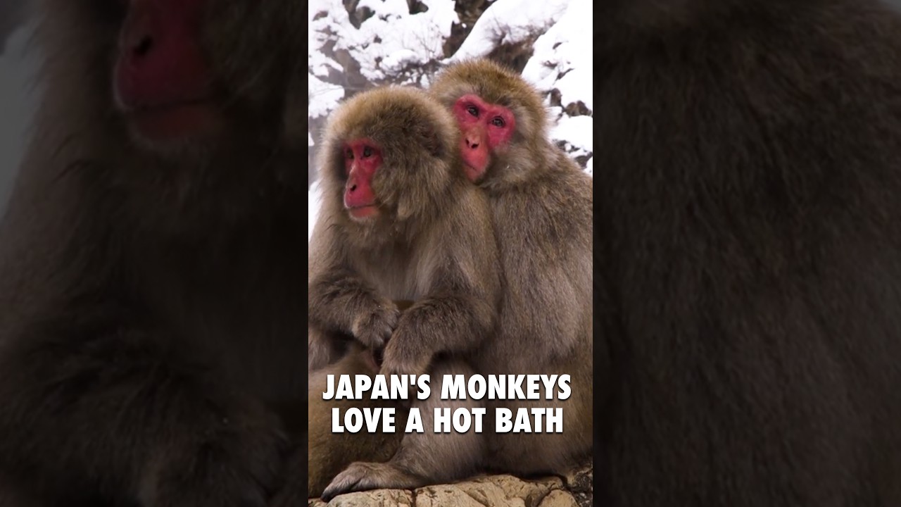 Japan’s Snow Monkeys Have Their Own Spa #WorldAnimalDay