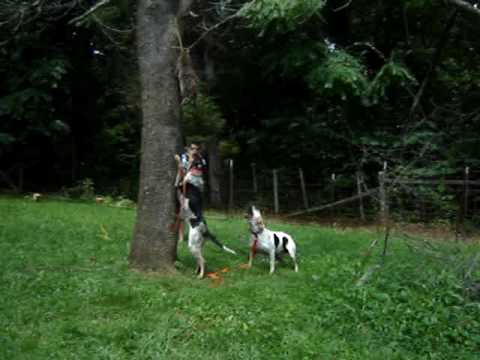 bluetick treeing walker coonhound