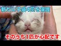 生後約2週半の乳飲み子4匹を緊急保護！1匹の子が心配です【We rescued 4 kittens】