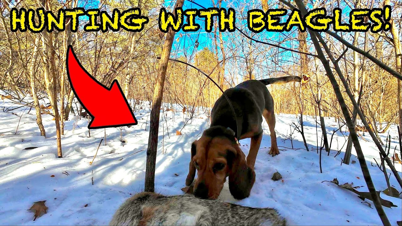 Охота на кроликов с биглями в снегу! (Безумный вой!)