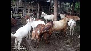 सस्तो खोर बाट धेरै अर्ग्यानिक बाख्रा पालन धेरै फाईदा goat farming in purbi nepal
