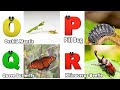 Insects Alphabet Song | Insects ABC Song | Phonics for Kids | Baby, Alphabet Letters