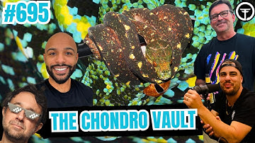 The Hardest Thing About Producing Green Tree Pythons | All In The Tree Tuesday Live