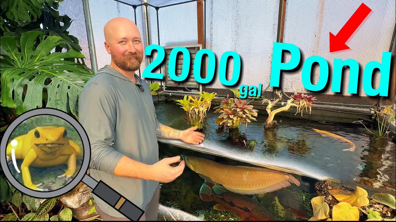 Пруд в тропическом лесу Амазонки внутри теплицы — хищные рыбы и редкие дикие животные!