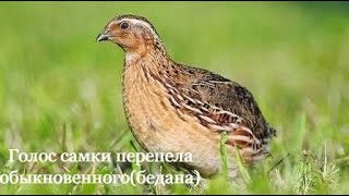 Голос самки перепела обыкновенного (бедана).  The voice of a common quail female (bedan).