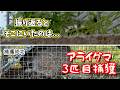 アライグマに背後を取られる。翌日に捕獲成功(3匹目)