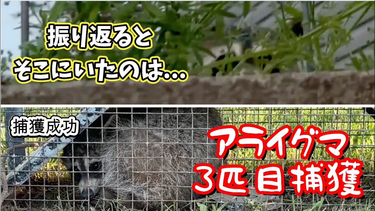アライグマに背後を取られる。翌日に捕獲成功(3匹目)
