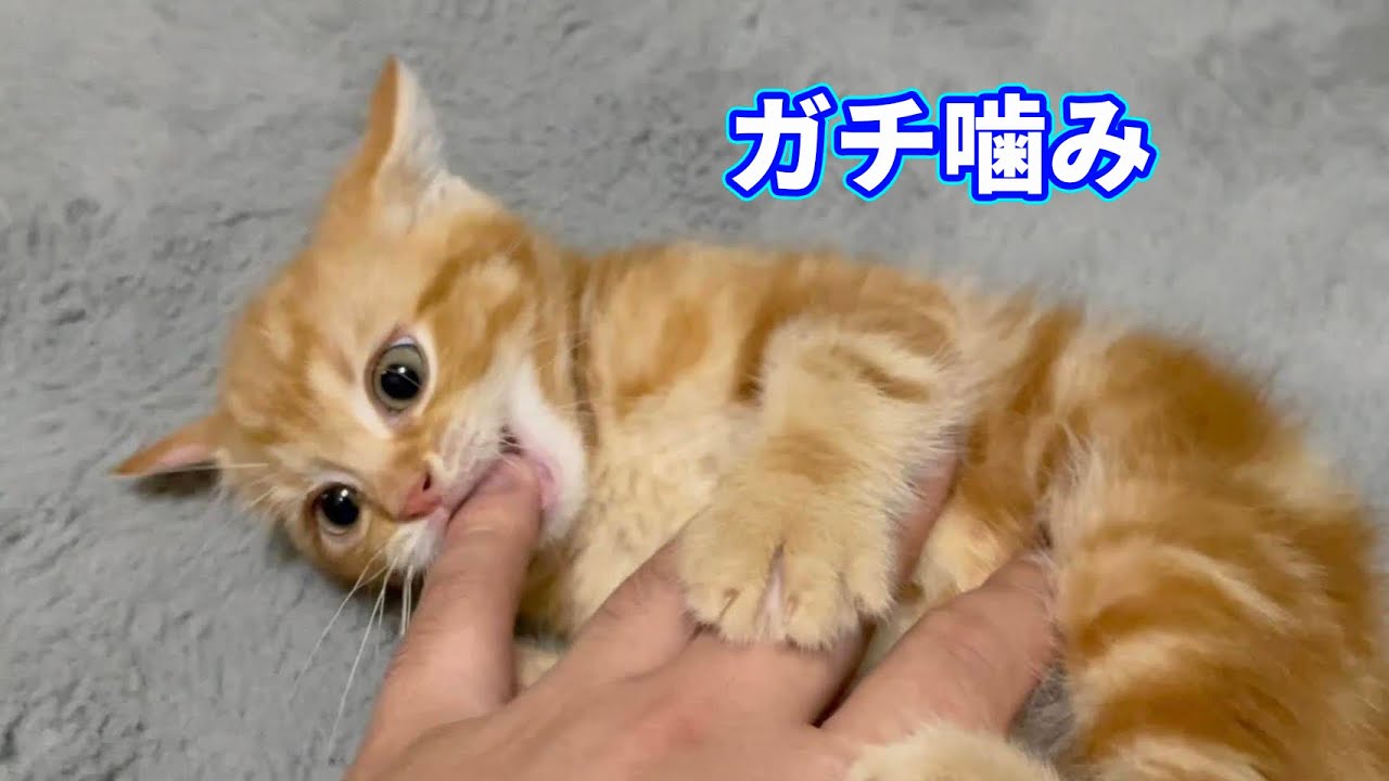 甘噛み超えて本気噛みしてくる子猫 Youtube