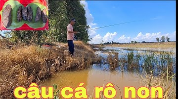132 câu cá rô non trên ruộng lúa.và thưởng thức cá nướng trui