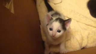 Lizzy Kitty's Kittens - Pouncing And Watching