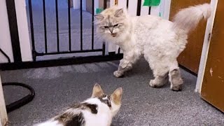 How To Introduce 2 Cats [ Part 4 ] Finally in the Same Room For These 2 Cats by Kuku's Diary 695 views 2 years ago 3 minutes, 35 seconds