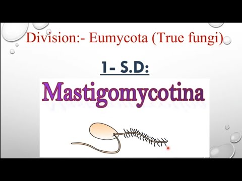 تقسيم الفطريات (جزء ثان) الفطريات الحقيقيه- Classification of Fungi- Eumycota (True Fungi